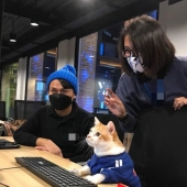 “Gatos con trabajo”: 10 gatos trabajadores que merecen un día libre