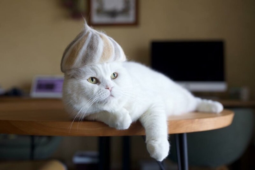 Gatos divertidos en las tapas de su propio cabello