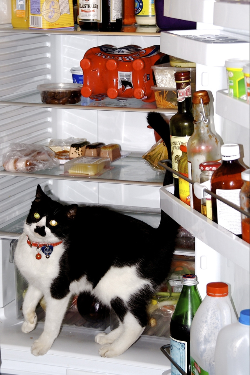 Gatos en refrigeradores