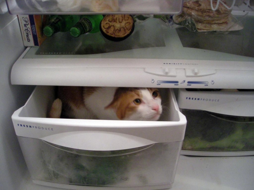 Gatos en refrigeradores