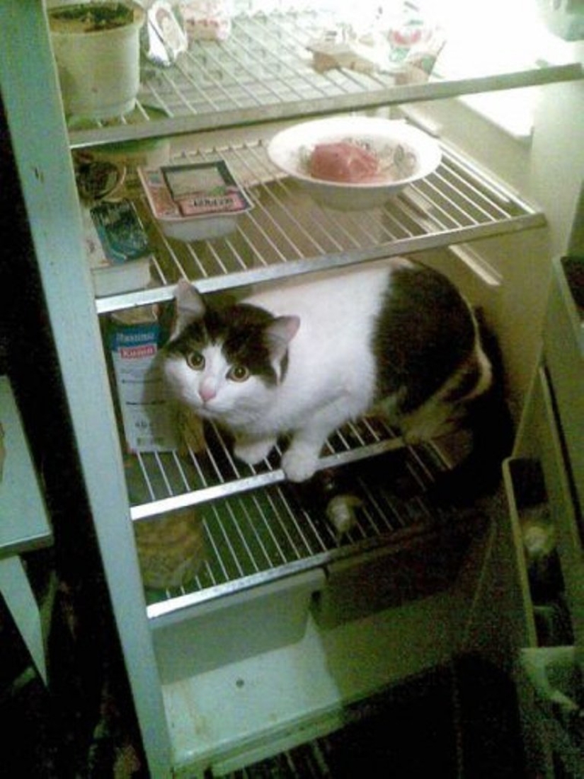 Gatos en refrigeradores