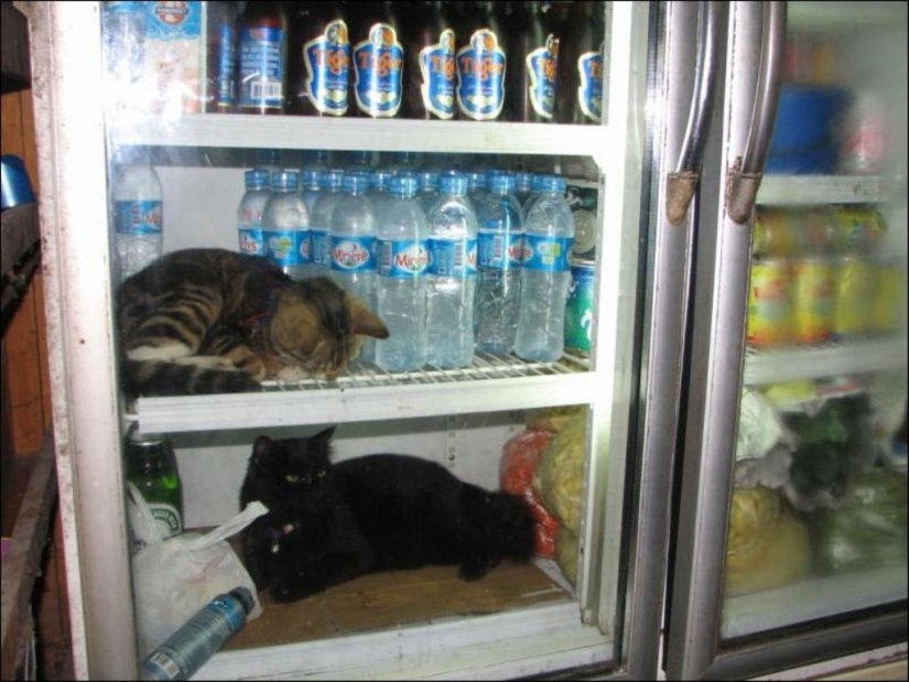 Gatos en refrigeradores