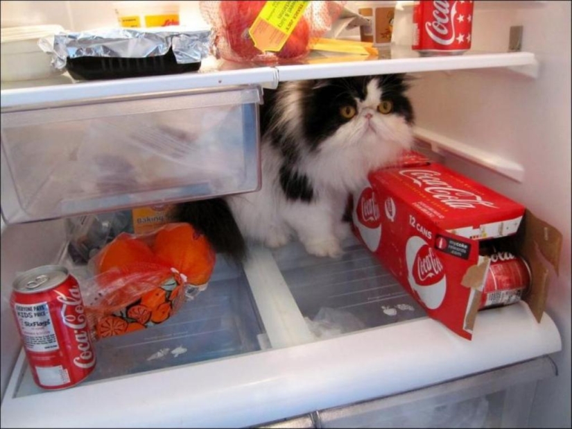 Gatos en refrigeradores