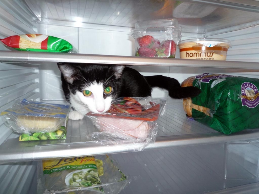 Gatos en refrigeradores