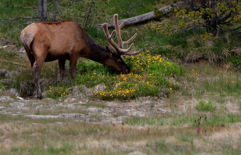 Géiseres, bisontes y otros lugares de interés de Yellowstone