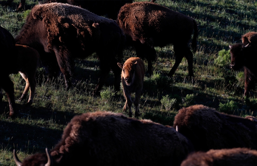 Géiseres, bisontes y otros lugares de interés de Yellowstone
