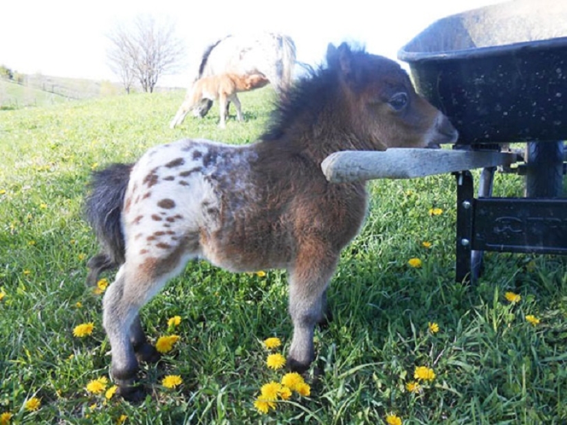 Get the kids off the screens: 30 mimic mini-horses