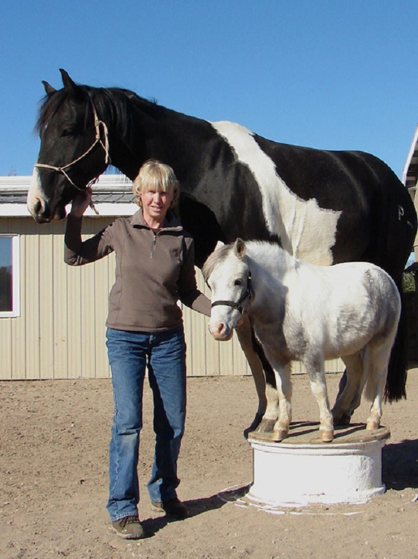 Get the kids off the screens: 30 mimic mini-horses