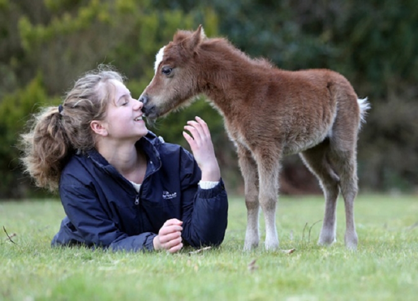 Get the kids off the screens: 30 mimic mini-horses