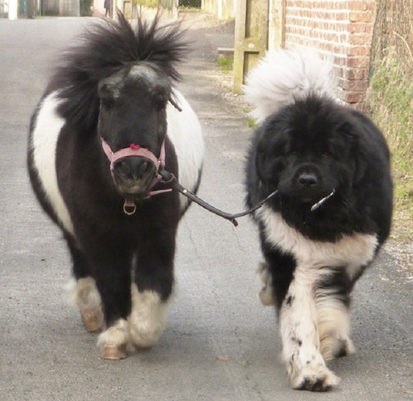 Get the kids off the screens: 30 mimic mini-horses