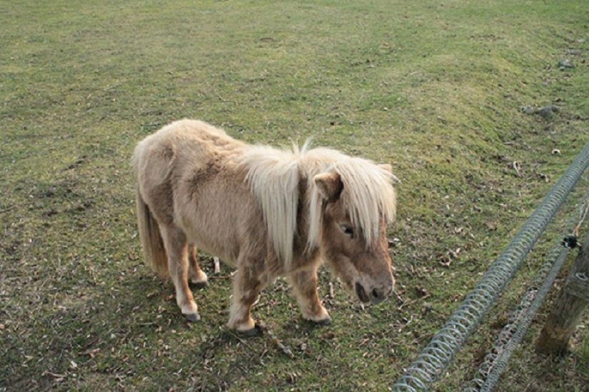 Get the kids off the screens: 30 mimic mini-horses