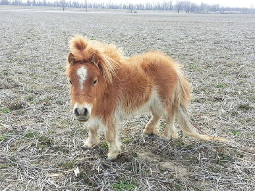 Get the kids off the screens: 30 mimic mini-horses