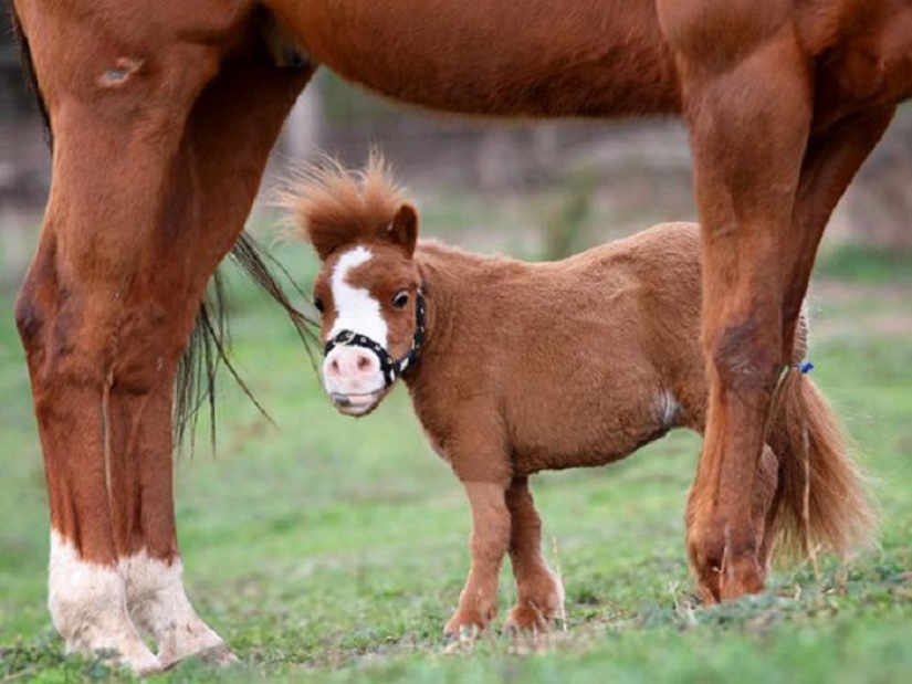 Get the kids off the screens: 30 mimic mini-horses