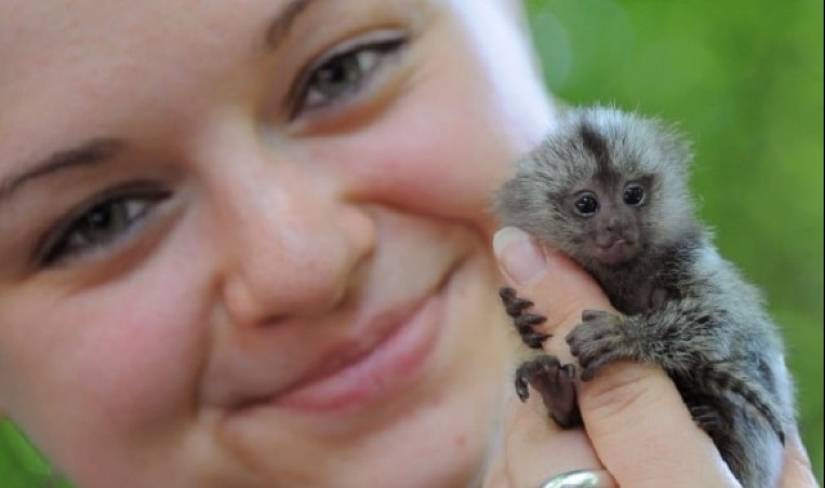 Gigantes y enanos de el mundo de los animales: los contrastes son evidentes sólo cuando se comparan