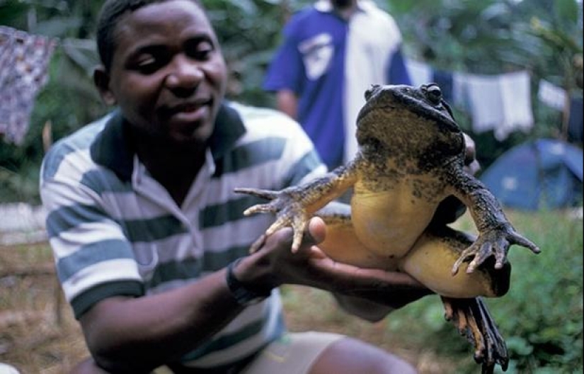 Gigantes y enanos de el mundo de los animales: los contrastes son evidentes sólo cuando se comparan