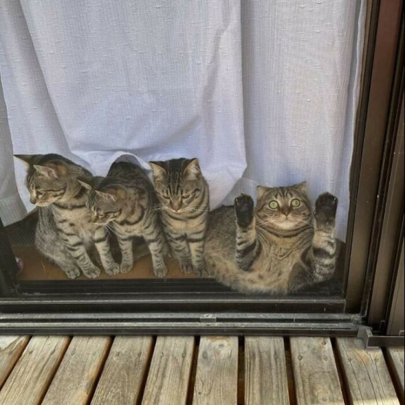 Glitch in the cat matrix: 24 funny photos of cats that are stuck