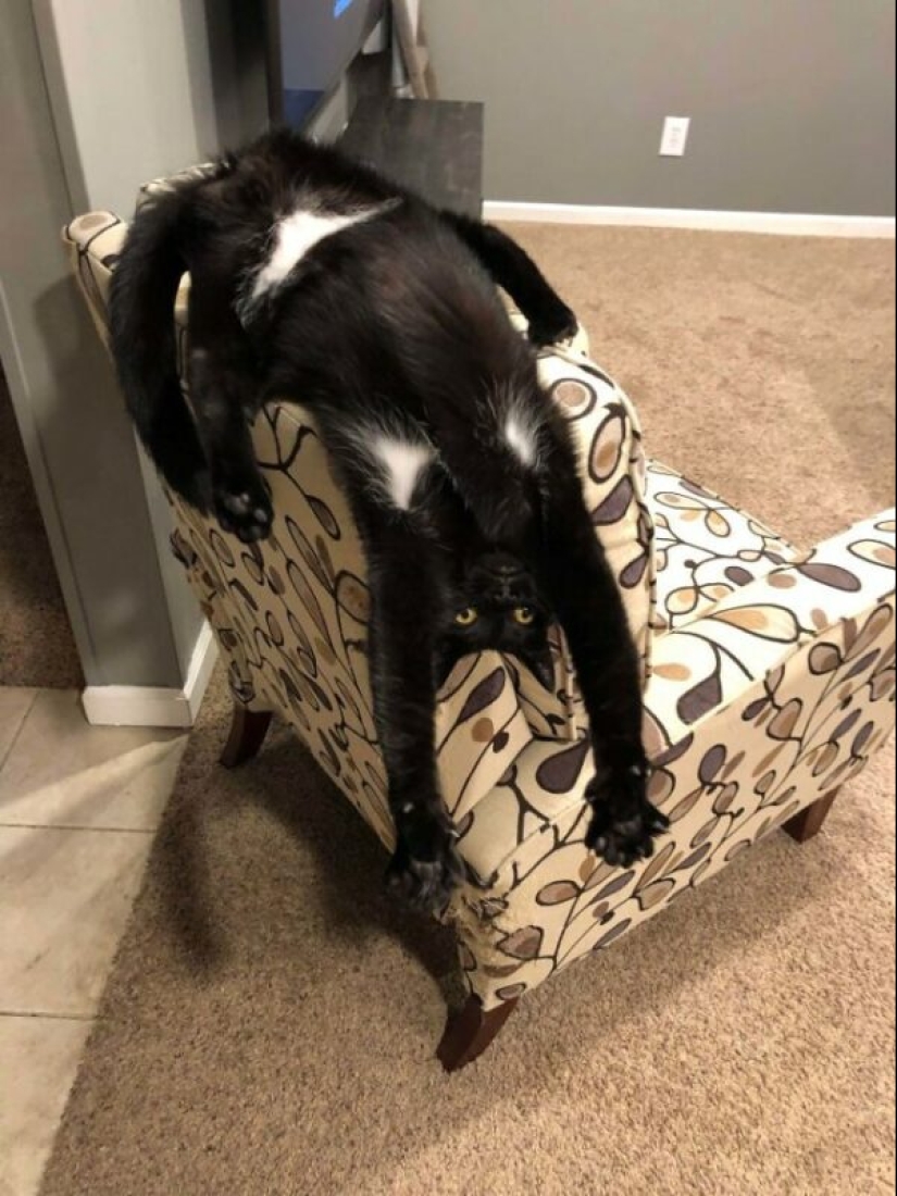 Glitch in the cat matrix: 24 funny photos of cats that are stuck