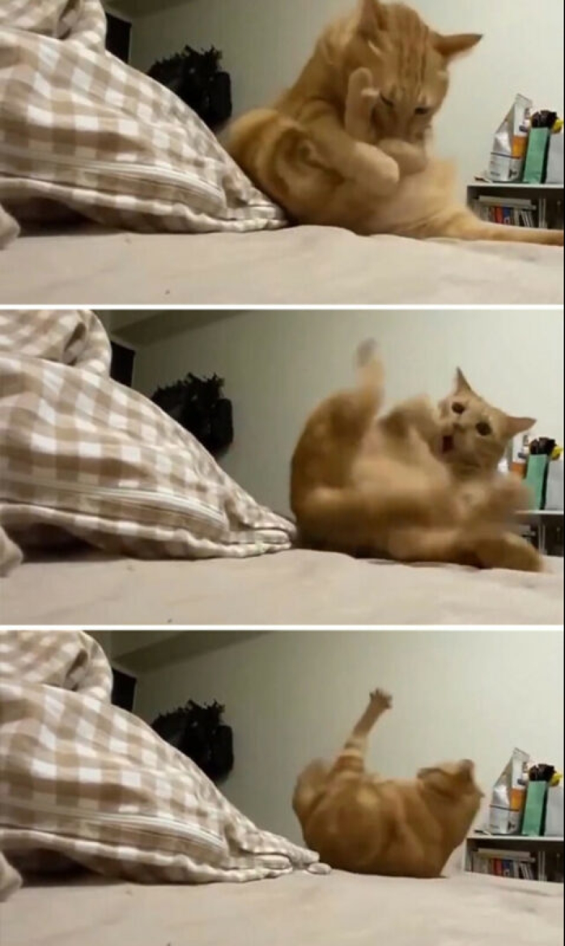Glitch in the cat Matrix: 24 fotos divertidas de gatos que están atrapados