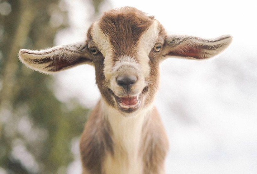 Goat-smiles