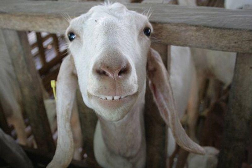 Goat-smiles