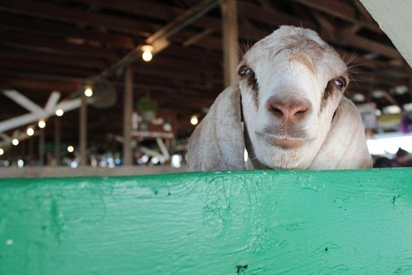 Goat-smiles