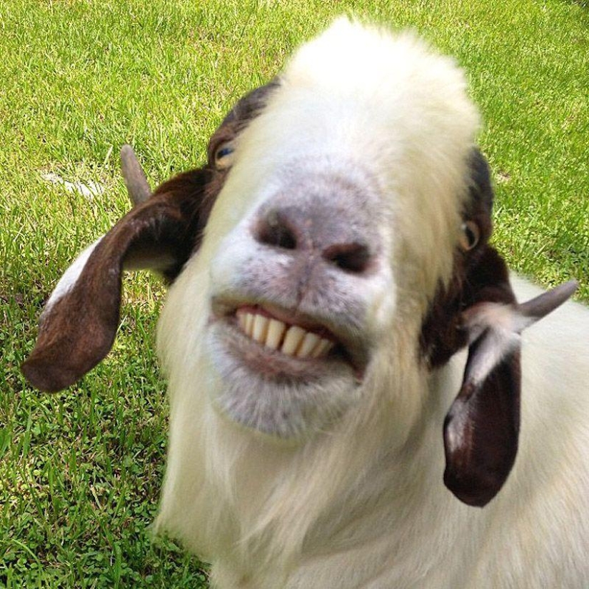 Goat-smiles