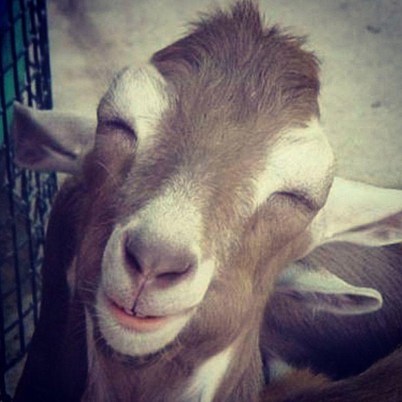 Goat-smiles