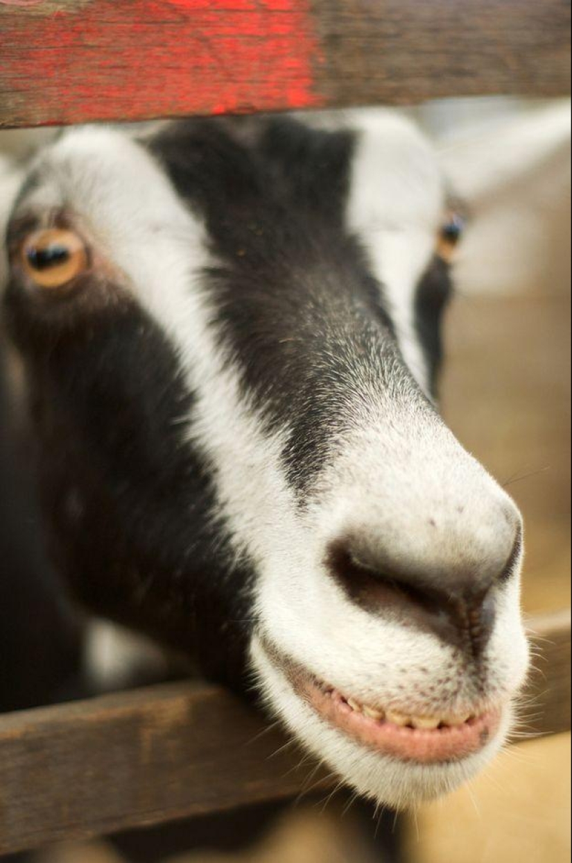 Goat-smiles