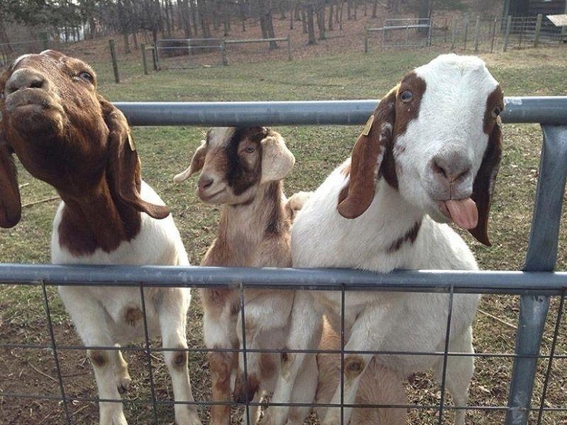 Goat-smiles