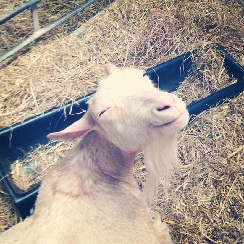 Goat-smiles