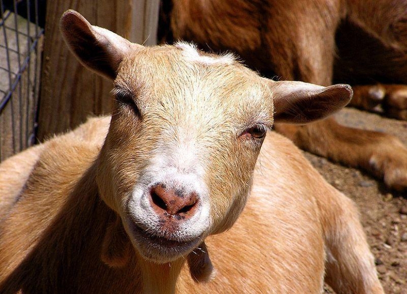 Goat-smiles