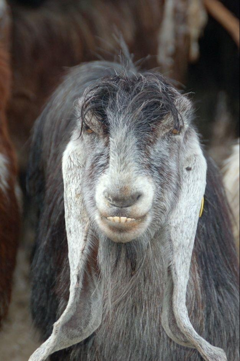 Goat-smiles