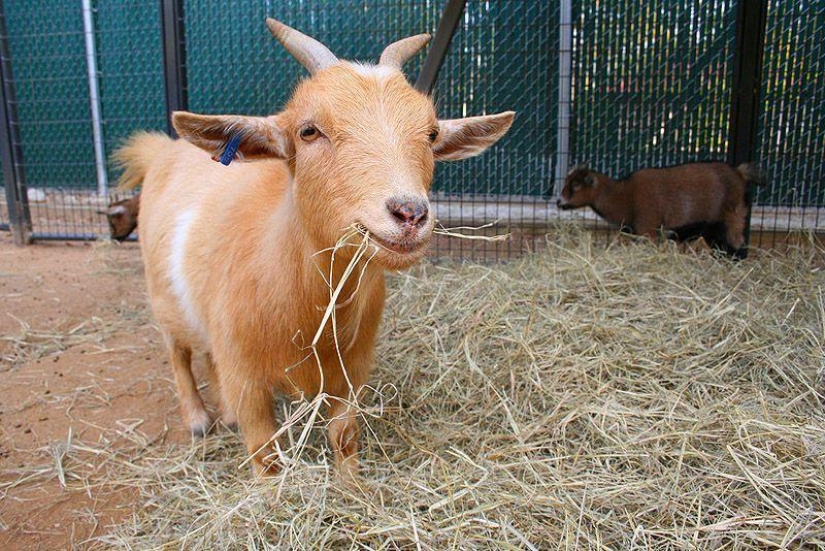 Goat-smiles