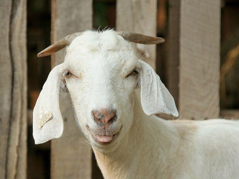 Goat-smiles