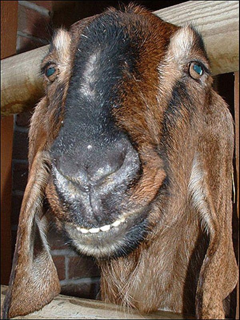 Goat-smiles