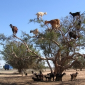 Goats in trees in Morocco