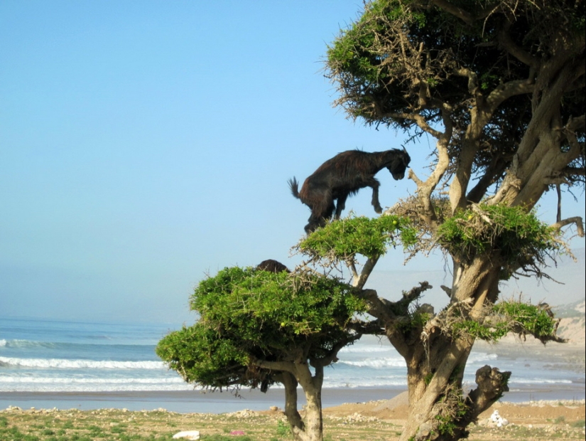 Goats in trees in Morocco