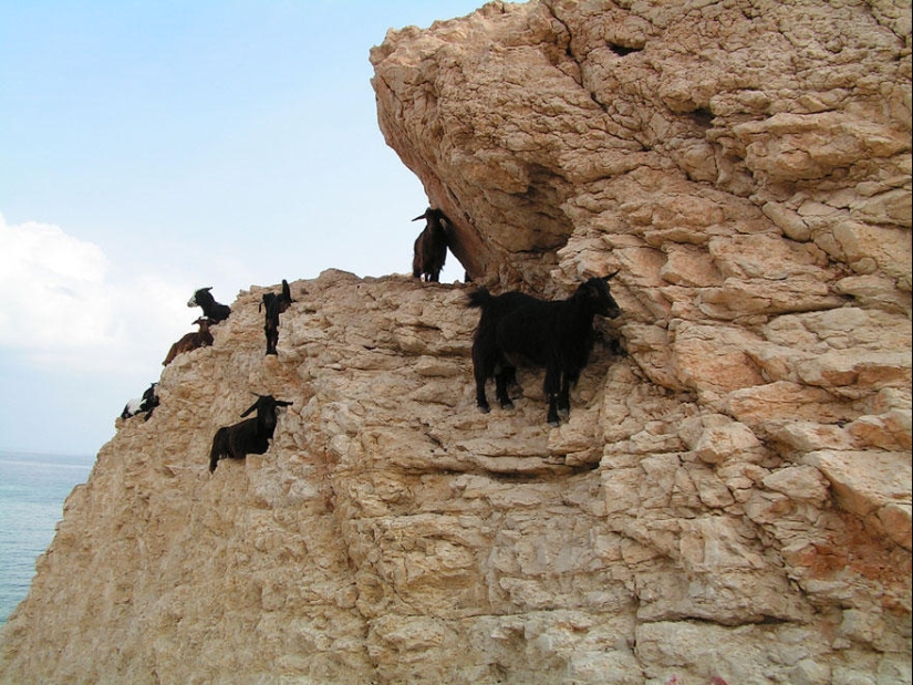 Goats, who knows the fear of heights
