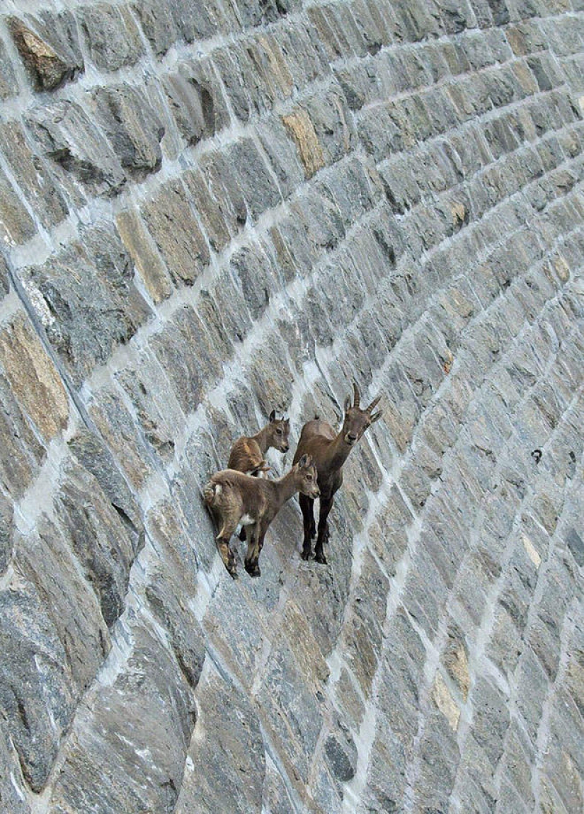 Goats, who knows the fear of heights