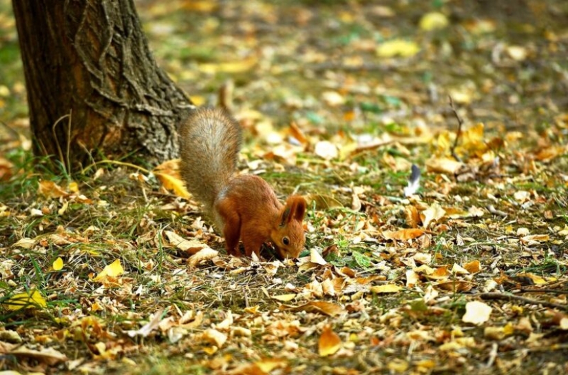 Golden Autumn in photos from different parts of Russia