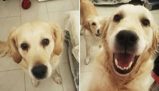 "Good boy": the Pets before and after kind words to master