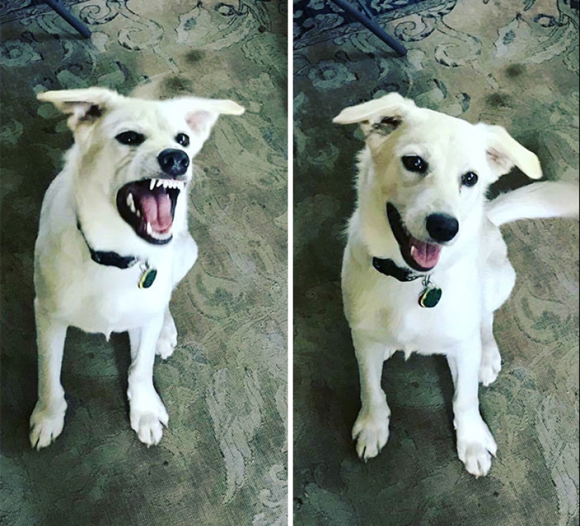 "Good boy": the Pets before and after kind words to master