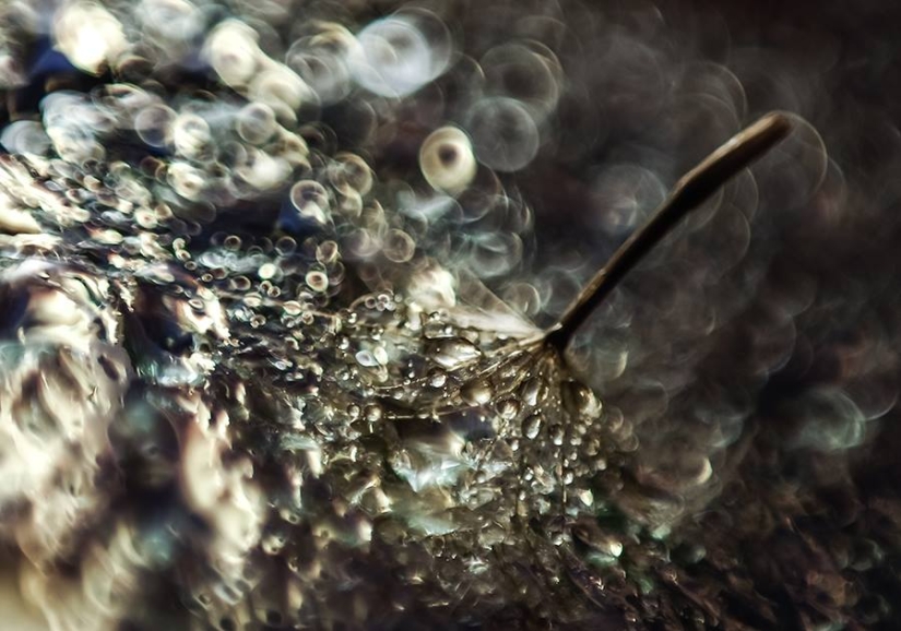 Gota a gota: macrófoto de Ivelina Blagoeva