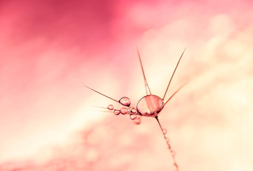 Gota a gota: macrófoto de Ivelina Blagoeva