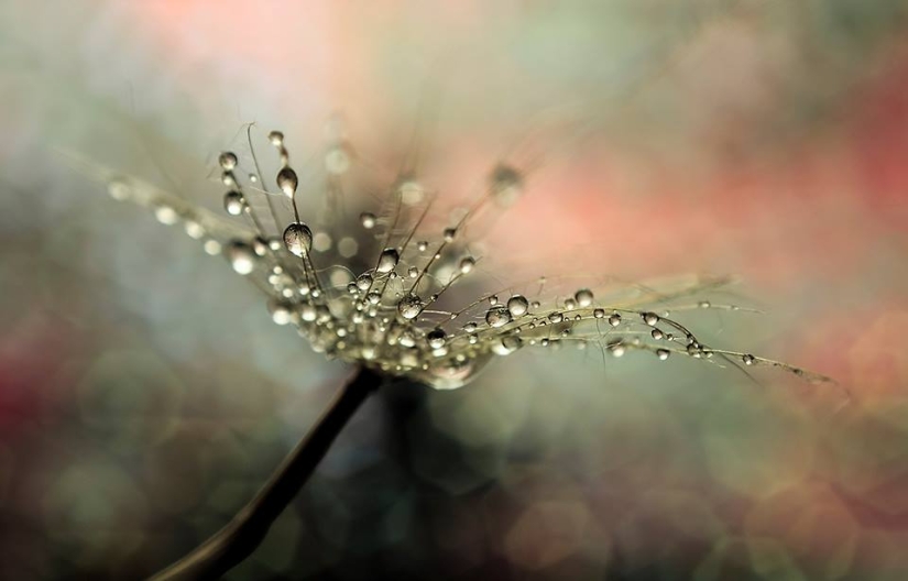 Gota a gota: macrófoto de Ivelina Blagoeva