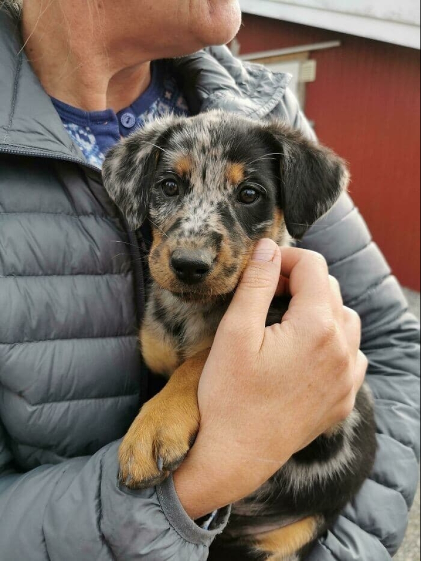 Gracias, gente! 30 animales sin hogar que recibieron una nueva vida