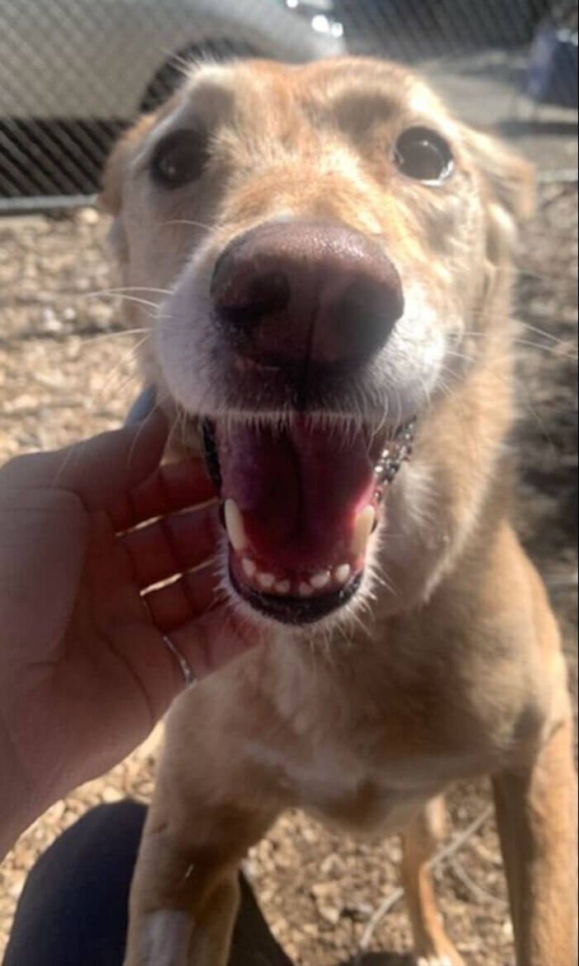 Gracias, gente! 30 animales sin hogar que recibieron una nueva vida