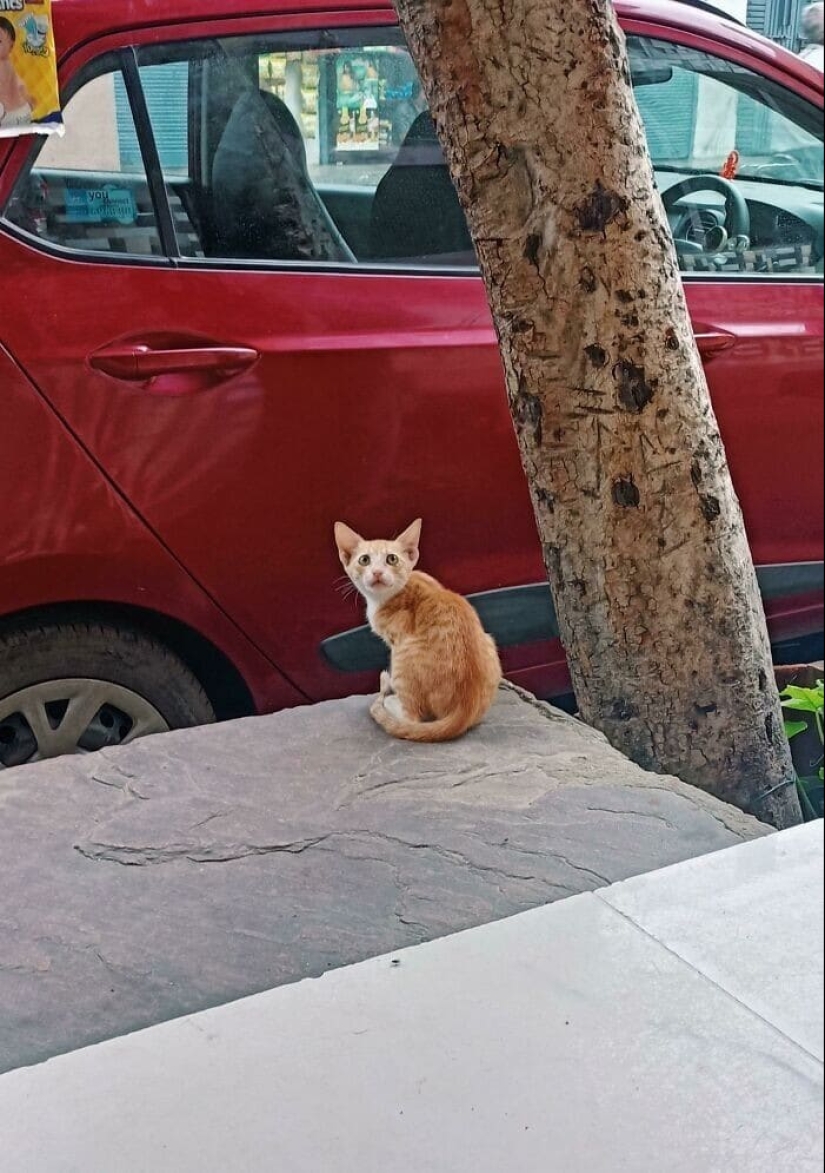 Gracias, gente! 30 animales sin hogar que recibieron una nueva vida