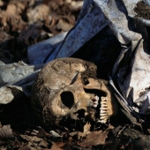 Granjas de cadáveres: para quienes una terrible "cosecha" está madurando en los campos y bosques
