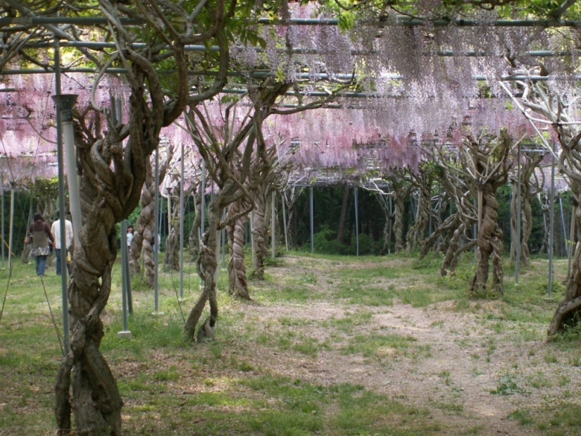 "Grape" wisteria bunches